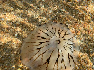 méduse dans l'eau translucide en Bretagne