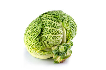 Fototapeta premium A grown head of Savoy cabbage on a white background