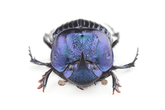 Dung beetle (Phanaeus furiosus) isolated on white background