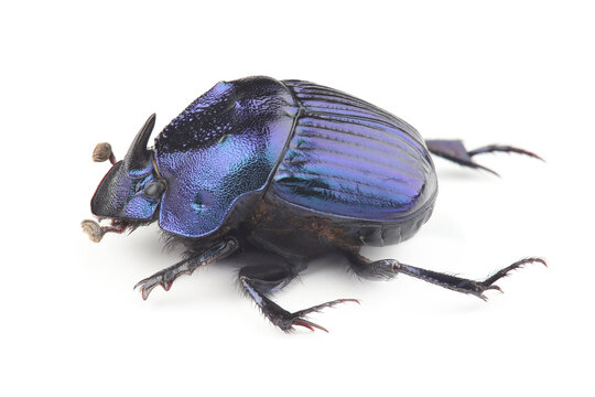 Dung beetle (Phanaeus furiosus) isolated on white background