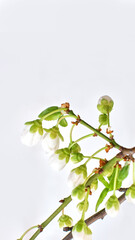 Amazing spring blossom. Tree branches with beautiful flowers on white background, banner design