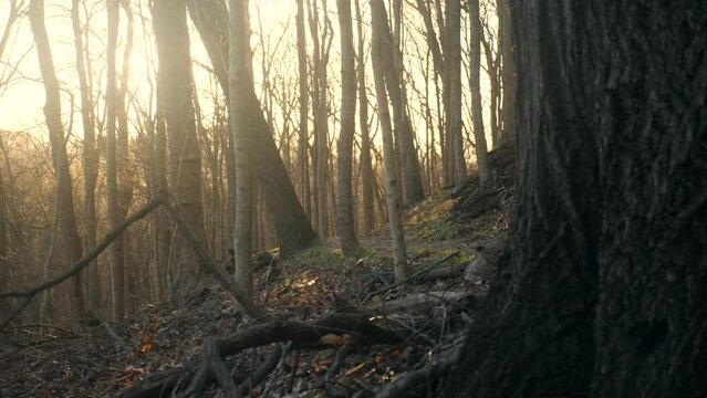 The sun is shining through the trees in the woods