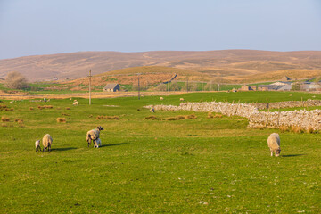 Obraz premium View of the green hills in North UK. Sheep in the pasture. Cumbria.