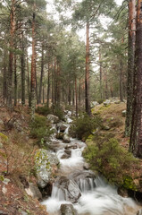 stream in the forest pine 