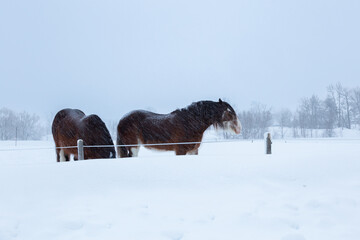 Tall handsome chestnut Clydesdale horses in field, with snow falling steadily during an winter morning, Quebec City, Quebec, Canada