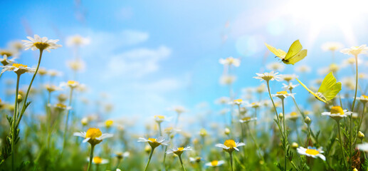 abstract spring nature background with fresh grass and flowers against sunny sky