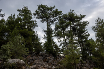Coniferous trees and a cloudy sky, Thassos, Greece