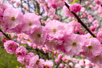pink cherry branch. sakura tree. cherry blossom. sakura bud