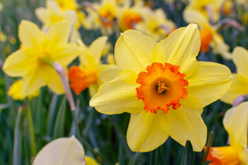 yellow daffodil. meadow with flowering daffodils. flowers