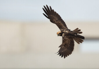 Eurasian Marsh harrier flying at Asker Marsh, Bahrain