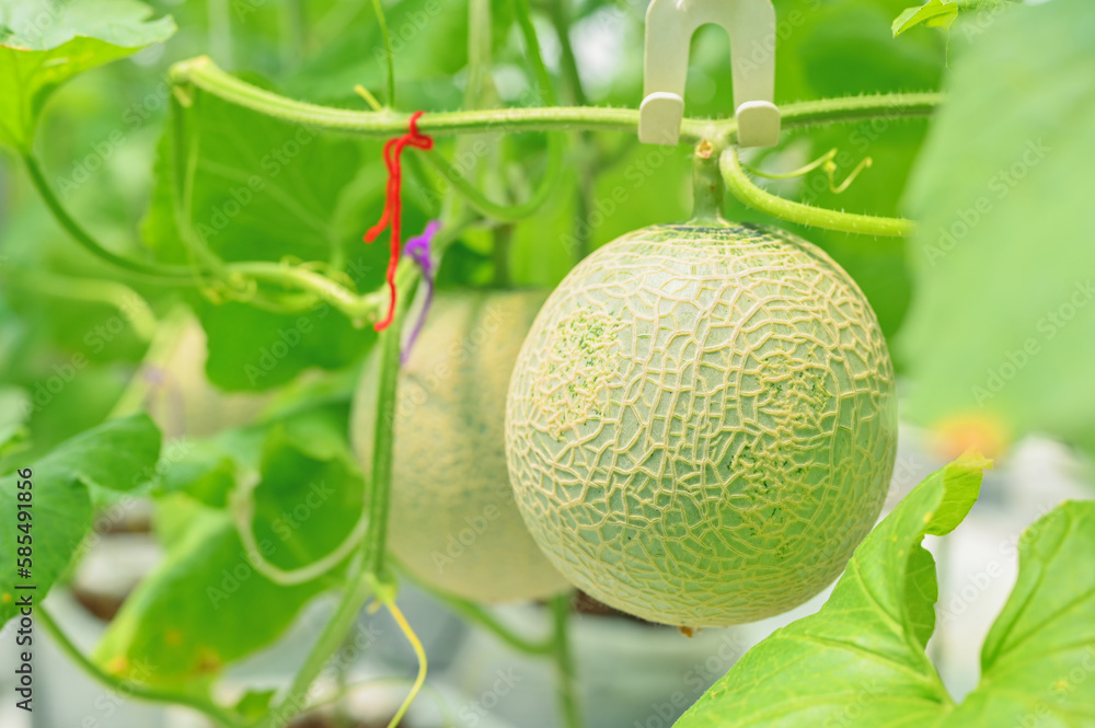 Wall mural Cantaloup melon growing in greenhouse farm