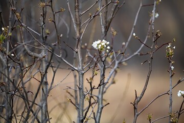 Fototapeta na wymiar White spring blossoms on a tree