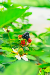 Fresh blackberries.A bunch of ripe blackberry fruits on a branch with green leaves.