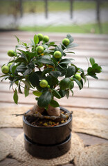 Close up view of a beautiful Bonsai Ficus Ginseng in a black pot. Bonsai Ficus Ginseng decorated with toys, which looks like an olive tree