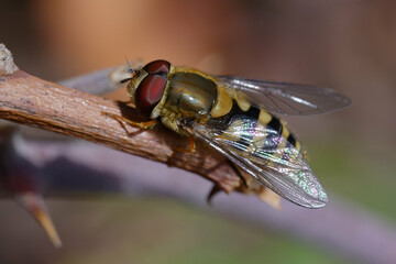 Hoverfly (Syrphus ribesii) on a branch