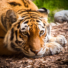 Close up view on a tiger at rest