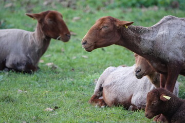 Des moutons tondus dans un pré