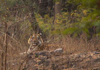 A tiger sitting on rock at Tadoba Andhari Tiger Reserve, India