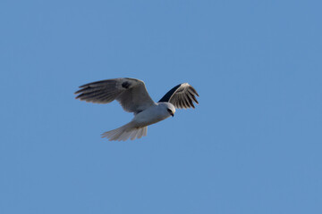 Close view of a white-tailed kite    flying, seen in the wild in North California 