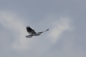 Close view of a white-tailed kite    flying, seen in the wild in North California 
