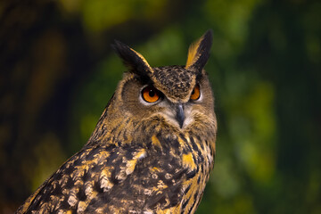 Close view of an Eurasian Eagle Owl 