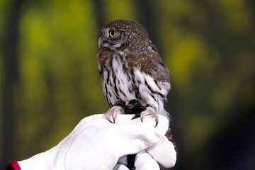 Close view of a Northern Pygmy Owl