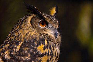 Close view of an Eurasian Eagle Owl 