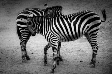 Two zebras playing in black and white