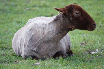 Mouton tondu allongé sur l'herbe