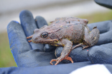 *Frosch*