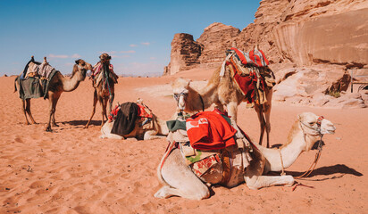 Camels Close up view in the desert