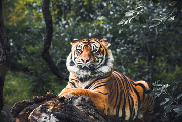 Tiger resting an a tree branch