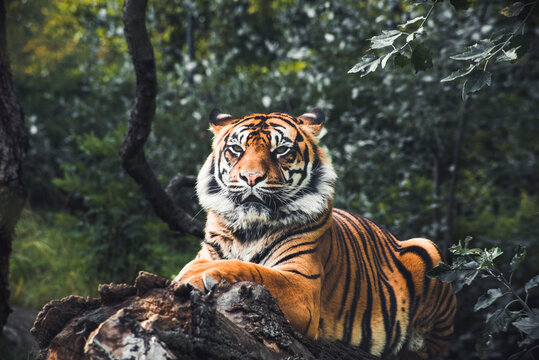 Tiger resting an a tree branch