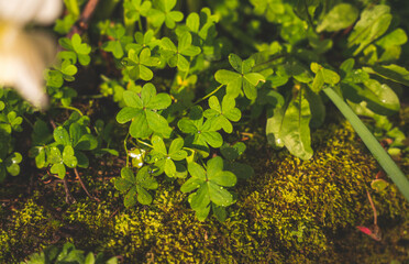 the hand and the clover