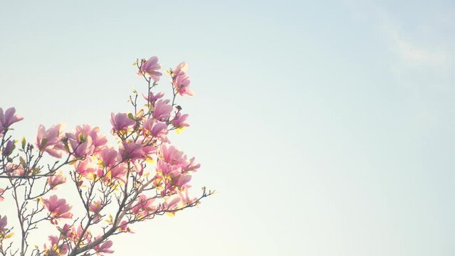 A tree with pink flowers in front of a blue sky