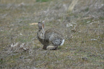Naklejka na ściany i meble Funny wild rabbit standing in the middle of the meadow