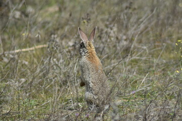 Funny wild rabbit standing on two legs in the middle of the meadow