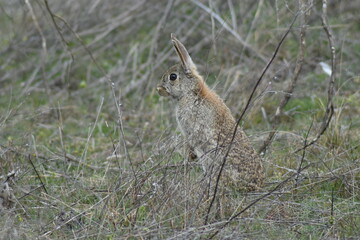 Naklejka na ściany i meble Funny wild rabbit standing on two legs in the middle of the meadow