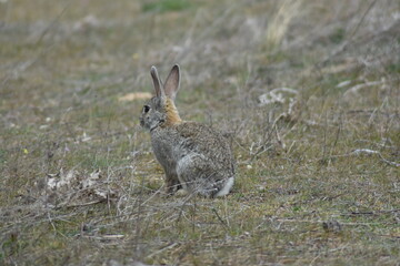 Funny wild rabbit standing in the middle of the meadow