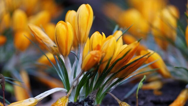 Bee on beautiful spring bright yellow crocuses macro blurred background