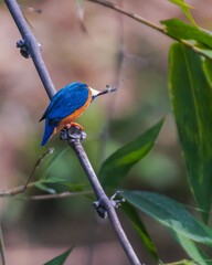 COMMON KINGFISHER