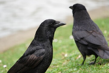 Corbeau en gros plan près d'un étang