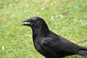 Un corbeau mange du pain