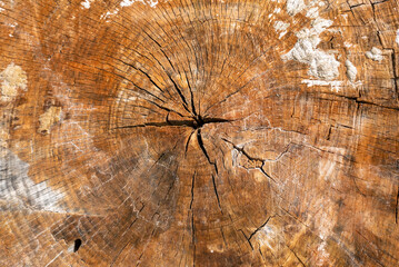 vista ravvicinata dei cerchi in un tronco di albero tagliato