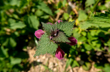 macro bucolica di fiore di campagna nello sfondo del suo fogliame