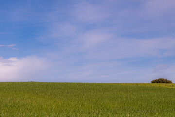 field and blue sky