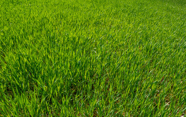 vivida bucolica distesa di prato verde
