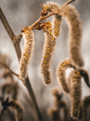 Nahaufnahme von weiblichen Blütenkätzchen der Pappel (Populus tremula)  die an einen an kleinen Zweig wachsen.