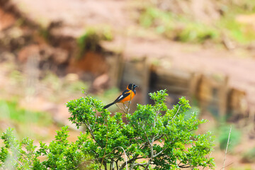 red winged blackbird