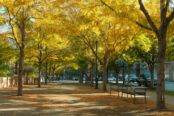 Urban fall colors